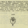1906.03.30. Tulipán papír és hüvely 1.