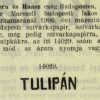 1906.03.30. Tulipán papír és hüvely 2.