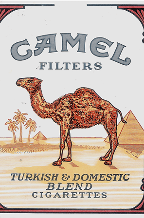 Camel 6.