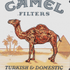 Camel 6.