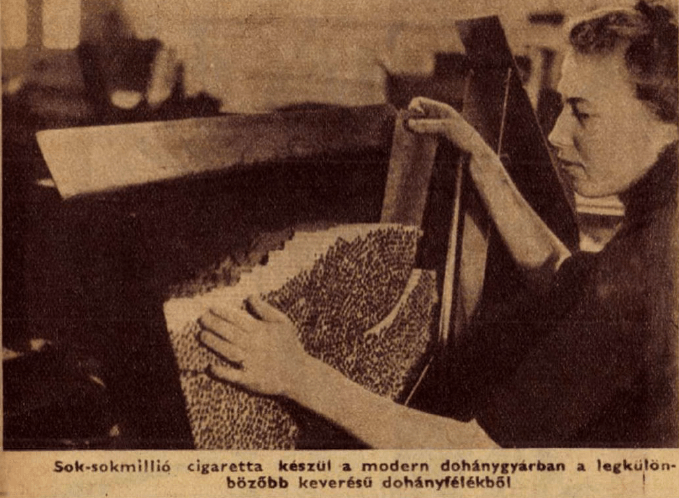 Cigarettagyártás, 1950