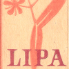 Lipa